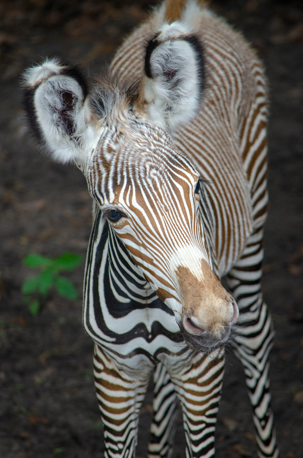 The Jacksonville Zoo and Gardens welcomed a healthy baby Grevy’s Zebra born early Sunday, July 7.